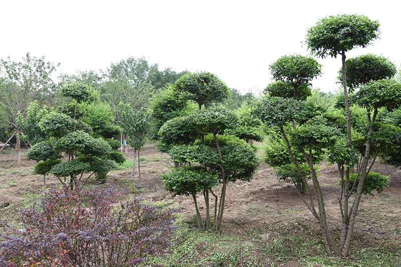 小葉女貞造型樹的養護管理方法